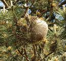 Click image for larger version. 

Name:	pine_processional_caterpillar_nest_P5055732.jpg 
Views:	701 
Size:	337.4 KB 
ID:	17234