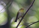 Click image for larger version. 

Name:	wood_warbler_P5086326.jpg 
Views:	219 
Size:	74.0 KB 
ID:	17294