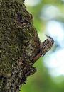Click image for larger version. 

Name:	treecreeper_P5086317.jpg 
Views:	200 
Size:	88.9 KB 
ID:	17304