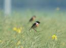 Click image for larger version. 

Name:	stonechat_P5096637.jpg 
Views:	231 
Size:	92.5 KB 
ID:	17319