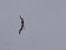 Click image for larger version. 

Name:	SH9531 -1105 15-Pair of Redkites.jpg 
Views:	227 
Size:	261.5 KB 
ID:	17356