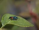 Click image for larger version. 

Name:	SH0192 -1105 29-Ruby-tailed Wasp.jpg 
Views:	763 
Size:	306.3 KB 
ID:	17444