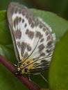 Click image for larger version. 

Name:	SH0462 -1105 30 -Small Magpie Moth Eurrhypara hortulata.jpg 
Views:	186 
Size:	355.2 KB 
ID:	17450