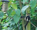 Click image for larger version. 

Name:	Great Spotted Woodpecker TVB.JPG 
Views:	207 
Size:	411.9 KB 
ID:	17460