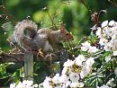 Click image for larger version. 

Name:	Grey Squirrel TVB.JPG 
Views:	224 
Size:	496.4 KB 
ID:	17465