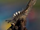 Click image for larger version. 

Name:	SH1558 -1106 22-Vapourer Moth Caterpillar-Orgyia antiqua.jpg 
Views:	216 
Size:	405.3 KB 
ID:	17603