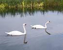 Click image for larger version. 

Name:	Pair of Mute Swans.jpg 
Views:	182 
Size:	276.2 KB 
ID:	1762
