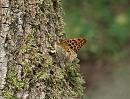 Click image for larger version. 

Name:	silver-washed_fritillary_small_P7038203.jpg 
Views:	217 
Size:	180.0 KB 
ID:	17655