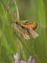 Click image for larger version. 

Name:	SH2492 -1107 03 - Small Skipper newly hatched.jpg 
Views:	208 
Size:	472.9 KB 
ID:	17691