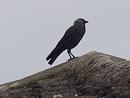 Click image for larger version. 

Name:	SH0432 -1107 10-Jackdaw -Corvus monedula.jpg 
Views:	201 
Size:	311.7 KB 
ID:	17692