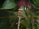 Click image for larger version. 

Name:	SH0322 -1107 06-Brown Hawker - Aeshna grandis.jpg 
Views:	241 
Size:	348.4 KB 
ID:	17697