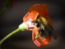 Click image for larger version. 

Name:	SH0594 -1107 16-Bumble Bee on RunnerBean flower.jpg 
Views:	211 
Size:	349.7 KB 
ID:	17758