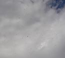 Click image for larger version. 

Name:	Gulls gathering.JPG 
Views:	242 
Size:	88.2 KB 
ID:	17784