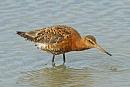 Click image for larger version. 

Name:	godwit1.jpg 
Views:	428 
Size:	32.3 KB 
ID:	17791