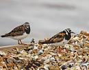 Click image for larger version. 

Name:	turnstones.jpg 
Views:	426 
Size:	45.7 KB 
ID:	17795