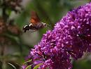 Click image for larger version. 

Name:	Hummingbird_hawk_moth_P7309041.jpg 
Views:	6188 
Size:	201.8 KB 
ID:	17807