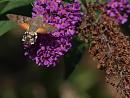 Click image for larger version. 

Name:	hummingbird_hawk_moth_P7309050.jpg 
Views:	766 
Size:	213.9 KB 
ID:	17808