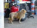 Click image for larger version. 

Name:	lion1.jpg 
Views:	190 
Size:	41.7 KB 
ID:	17846