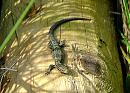 Click image for larger version. 

Name:	Common or Viviparous Lizard - Lacerta vivipara  22-07-2007 15-30-51.jpg 
Views:	202 
Size:	144.4 KB 
ID:	1791