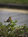 Click image for larger version. 

Name:	SH_9044173-robin singing in the rain.jpg 
Views:	236 
Size:	344.0 KB 
ID:	17981