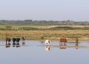 Click image for larger version. 

Name:	Paddling cattle.jpg 
Views:	559 
Size:	300.3 KB 
ID:	17995