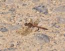 Click image for larger version. 

Name:	Common Darter.JPG 
Views:	582 
Size:	361.2 KB 
ID:	18011