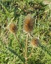 Click image for larger version. 

Name:	Teasel.JPG 
Views:	464 
Size:	402.4 KB 
ID:	18016