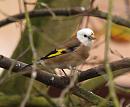 Click image for larger version. 

Name:	goldfinch_PA161847.jpg 
Views:	26531 
Size:	140.7 KB 
ID:	18041