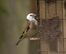 Click image for larger version. 

Name:	Goldfinch_PA161893.jpg 
Views:	848 
Size:	151.8 KB 
ID:	18052