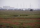 Click image for larger version. 

Name:	3. A Little Egret and  pony feed beside Brent Geese, Lapwings and others.JPG 
Views:	543 
Size:	331.4 KB 
ID:	18088