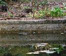 Click image for larger version. 

Name:	Grass-snake swimming, Exbury.JPG 
Views:	503 
Size:	350.1 KB 
ID:	18102