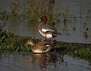 Click image for larger version. 

Name:	Wigeon_and_Gadwall_PB092143.JPG 
Views:	225 
Size:	211.3 KB 
ID:	18129