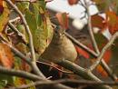 Click image for larger version. 

Name:	Chaffinch2.jpg 
Views:	208 
Size:	144.8 KB 
ID:	1815
