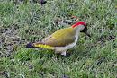 Click image for larger version. 

Name:	Green Woodpecker 002.JPG 
Views:	192 
Size:	469.8 KB 
ID:	18197