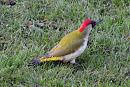 Click image for larger version. 

Name:	Green Woodpecker 003.JPG 
Views:	216 
Size:	454.6 KB 
ID:	18198