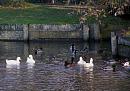 Click image for larger version. 

Name:	4 Aylesbury Ducks.jpg 
Views:	229 
Size:	353.0 KB 
ID:	18219
