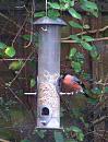 Click image for larger version. 

Name:	January Bullfinch 2.JPG 
Views:	217 
Size:	309.8 KB 
ID:	18227