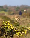 Click image for larger version. 

Name:	4. Linnet in the sun.jpg 
Views:	443 
Size:	238.3 KB 
ID:	18241