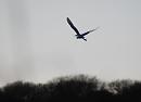 Click image for larger version. 

Name:	13. Little Egret takes off.jpg 
Views:	447 
Size:	150.6 KB 
ID:	18243