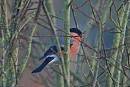 Click image for larger version. 

Name:	Bullfinch.JPG 
Views:	189 
Size:	258.4 KB 
ID:	18298