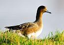Click image for larger version. 

Name:	Wigeon 02.jpg 
Views:	177 
Size:	439.1 KB 
ID:	18314