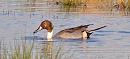 Click image for larger version. 

Name:	Pintail.JPG 
Views:	268 
Size:	196.9 KB 
ID:	18351