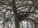 Click image for larger version. 

Name:	SH315735-Wood PIgeon.jpg 
Views:	518 
Size:	431.5 KB 
ID:	18365