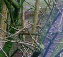 Click image for larger version. 

Name:	Sunday Goldcrest.JPG 
Views:	206 
Size:	48.6 KB 
ID:	18378