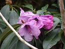 Click image for larger version. 

Name:	Exbury Rhododendrons 6.JPG 
Views:	363 
Size:	392.2 KB 
ID:	18534