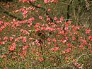 Click image for larger version. 

Name:	Exbury Azalea 1.JPG 
Views:	357 
Size:	554.0 KB 
ID:	18536