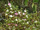 Click image for larger version. 

Name:	Exbury Azalea 2.JPG 
Views:	396 
Size:	559.6 KB 
ID:	18537