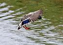 Click image for larger version. 

Name:	Mallard.jpg 
Views:	229 
Size:	77.7 KB 
ID:	186