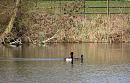 Click image for larger version. 

Name:	Tufted Ducks 2.JPG 
Views:	433 
Size:	328.2 KB 
ID:	18617