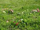 Click image for larger version. 

Name:	Primroses.JPG 
Views:	446 
Size:	578.8 KB 
ID:	18628